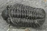 Phacopid (Adrisiops) Trilobite - Jbel Oudriss, Morocco #243892-1